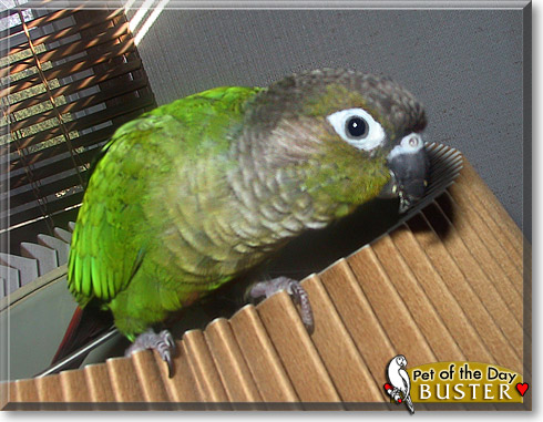 Buster, the Pet of the Day