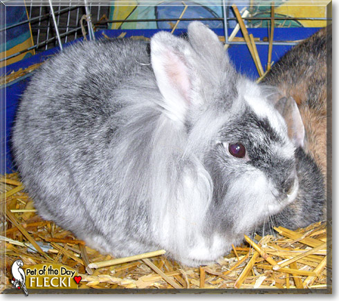 Flecki, the Pet of the Day