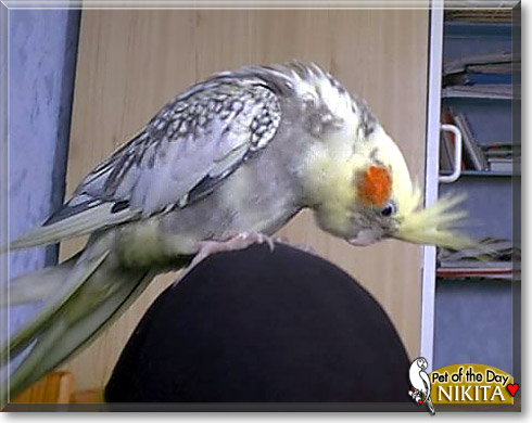 Nikita, the Pet of the Day Nikita, the Pet of the Day