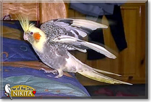 Nikita, the Pet of the Day Nikita, the Pet of the Day