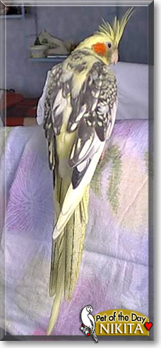 Nikita, the Pet of the Day Nikita, the Pet of the Day
