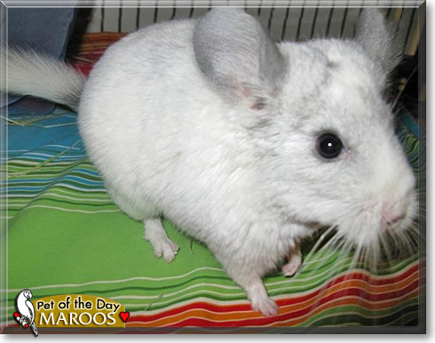 Maroos, the Pet of the Day Maroos, the Pet of the Day