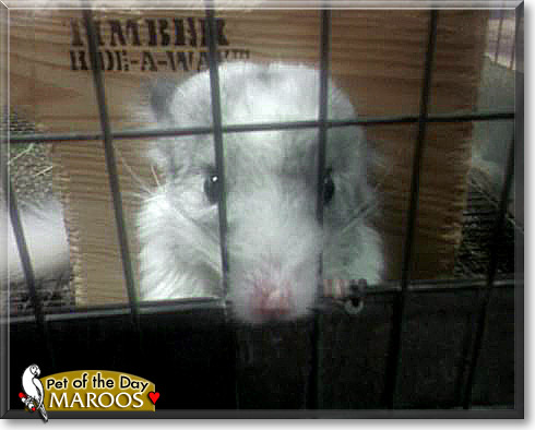 Maroos, the Pet of the Day Maroos, the Pet of the Day