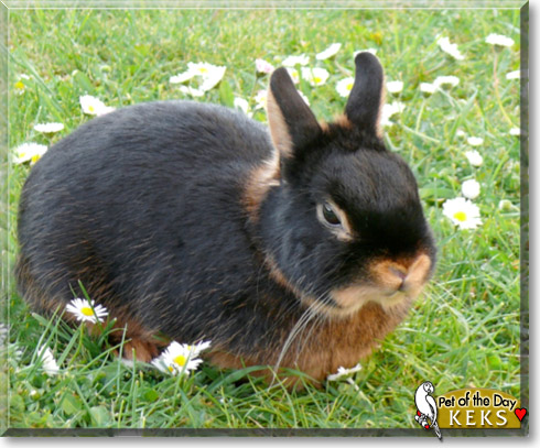 Keks, the Pet of the Day Keks, the Pet of the Day