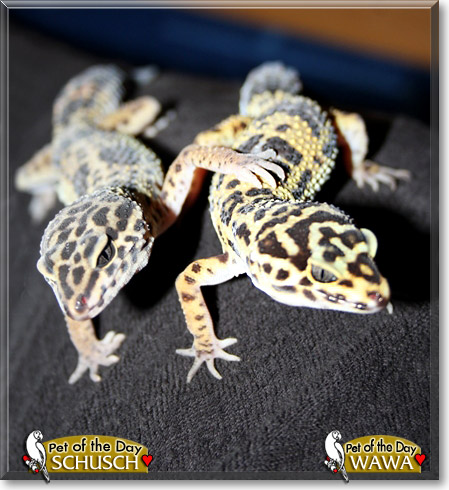 Wawa and Schusch, the Pet of the Day Wawa and Schusch, the Pet of the Day