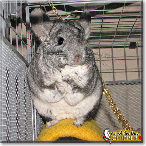 Chipper, the Pet of the Day Chipper, the Pet of the Day
