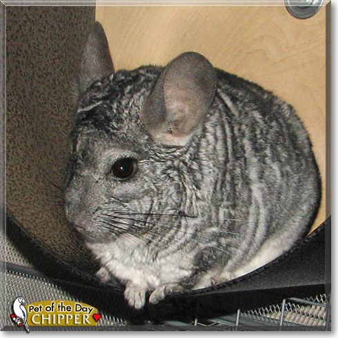 Chipper, the Pet of the Day Chipper, the Pet of the Day