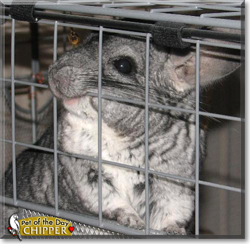 Chipper, the Pet of the Day Chipper, the Pet of the Day