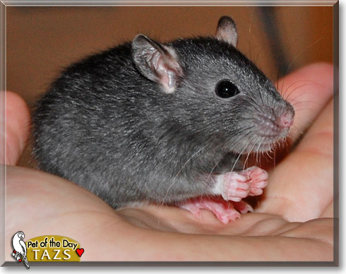 Tazs, the Pet of the Day Tazs, the Pet of the Day