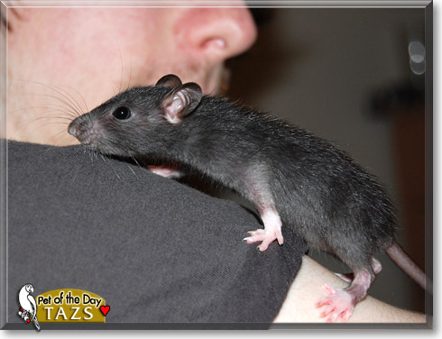 Tazs, the Pet of the Day Tazs, the Pet of the Day