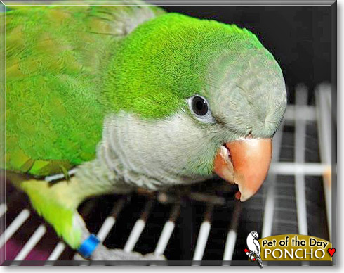 Poncho, the Pet of the Day Poncho, the Pet of the Day