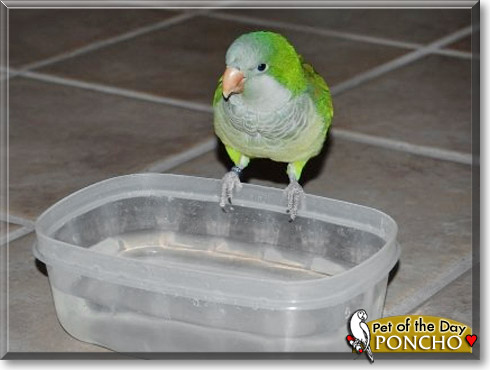Poncho, the Pet of the Day Poncho, the Pet of the Day