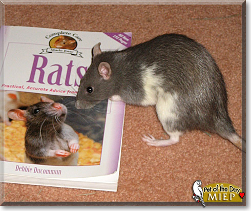 Miep, the Pet of the Day Miep, the Pet of the Day