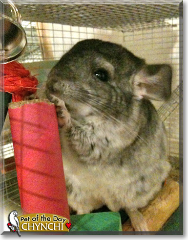 Chynchi, the Pet of the Day Chynchi, the Pet of the Day