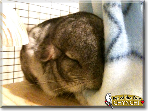 Chynchi, the Pet of the Day