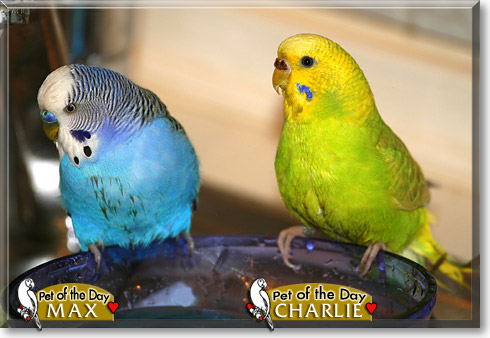 Max, Charlie, the Pet of the Day Max, Charlie, the Pet of the Day