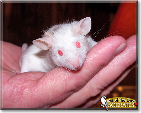Socrates, the Pet of the Day Socrates, the Pet of the Day