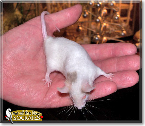 Socrates, the Pet of the Day Socrates, the Pet of the Day