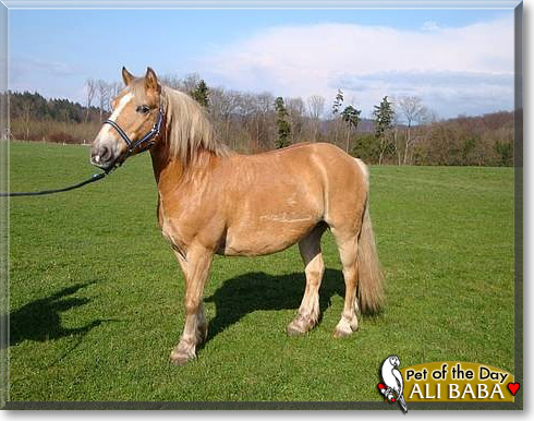 Ali Baba, the Pet of the Day
