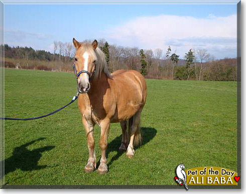 Ali Baba, the Pet of the Day
