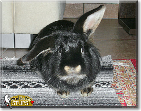 Stupsi, the Pet of the Day