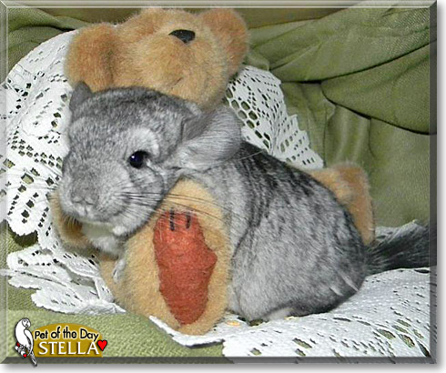 Stella, the Pet of the Day Stella, the Pet of the Day