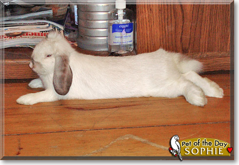 Sophie, the Pet of the Day
