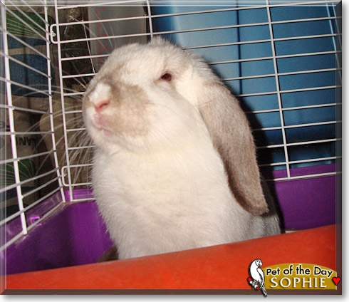 Sophie, the Pet of the Day