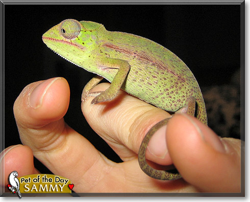 Sammy, the Pet of the Day Sammy, the Pet of the Day