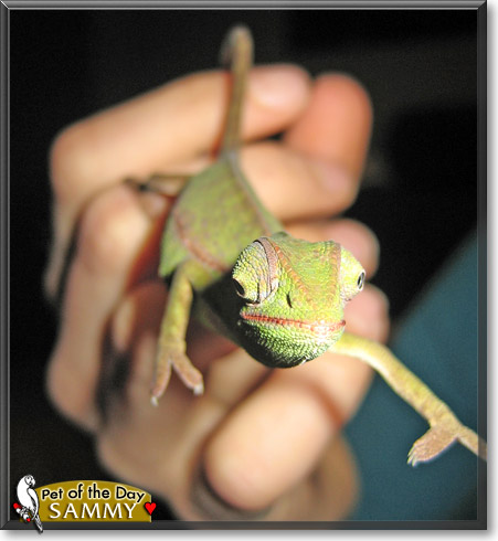 Sammy, the Pet of the Day Sammy, the Pet of the Day