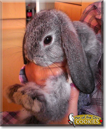 Cookies, the Pet of the Day Cookies, the Pet of the Day