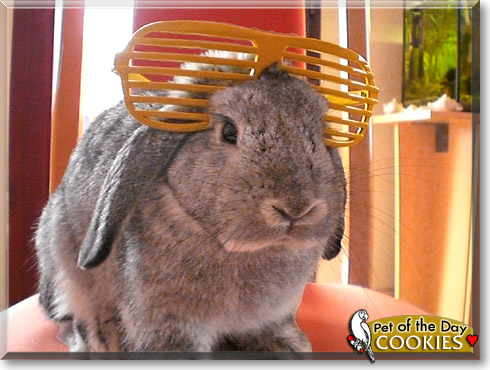 Cookies, the Pet of the Day Cookies, the Pet of the Day