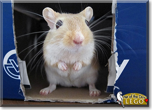 Lego, the Pet of the Day Lego, the Pet of the Day