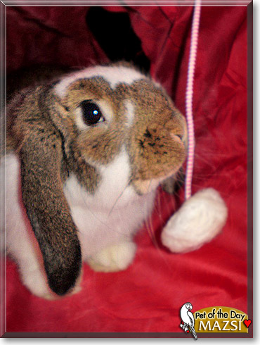 Mazsi, the Pet of the Day