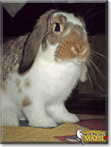 Mazsi, the Pet of the Day Mazsi, the Pet of the Day