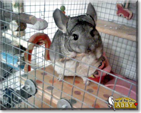 Abby, the Pet of the Day Abby, the Pet of the Day