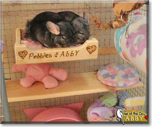 Abby, the Pet of the Day Abby, the Pet of the Day
