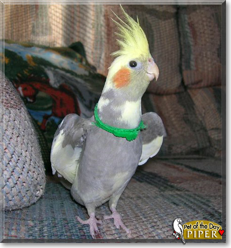 Piper, the Pet of the Day Piper, the Pet of the Day
