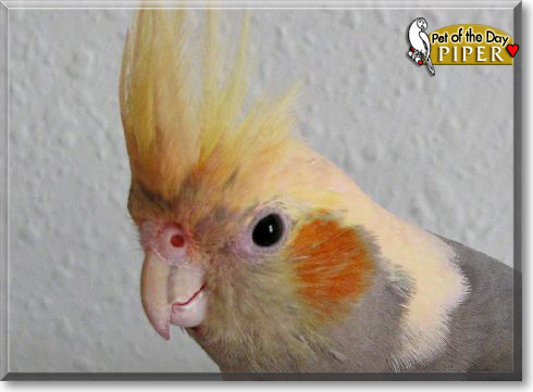Piper, the Pet of the Day Piper, the Pet of the Day