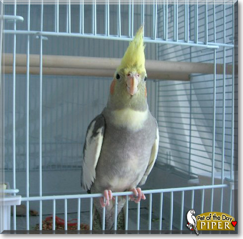 Piper, the Pet of the Day Piper, the Pet of the Day