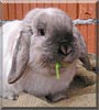 Hugo the Lop Rabbit