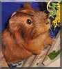 Christi the Guinea Pig