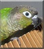 Buster the Green Cheek Conure