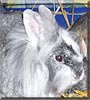 Flecki the Lionhead Rabbit