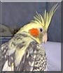Nikita the Cockatiel