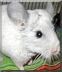 Maroos the Chinchilla