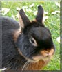Keks the Dwarf Rabbit