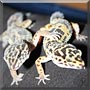 Wawa, Schusch the Leopard Geckos