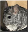 Chipper the Chinchilla