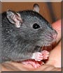 Tazs the Rat